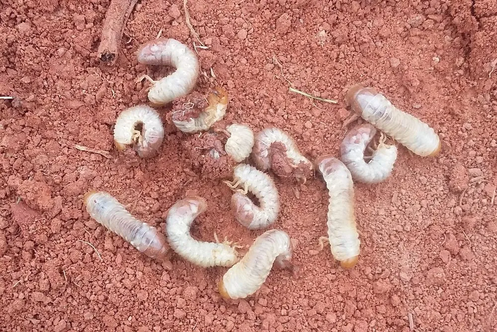 Reliable lawn care service for year-round maintenance in Leesburg, VA by SVV Maintenance