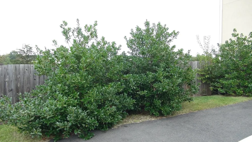 Trusted yard cleanup service for year-round maintenance in Leesburg, VA by SVV Maintenance