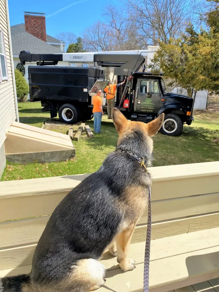 Professional yard cleanup service for outdoor upgrades across Woburn, MA - SW Gatchell
