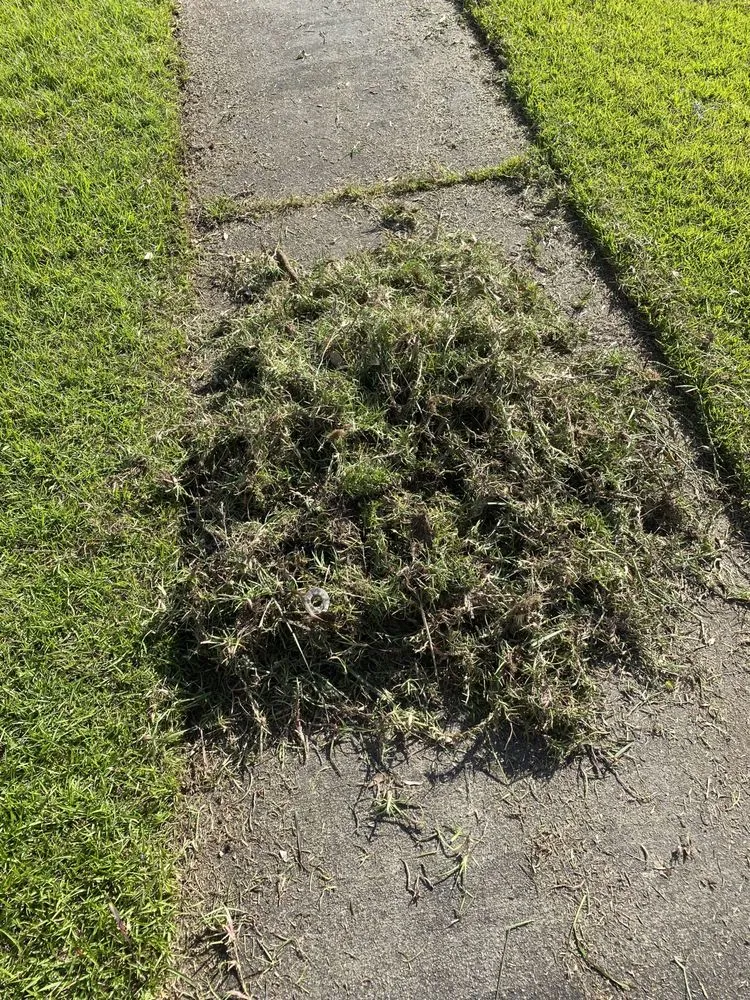 Top-rated yard maintenance in Moncks Corner, SC by Swaggy Grove