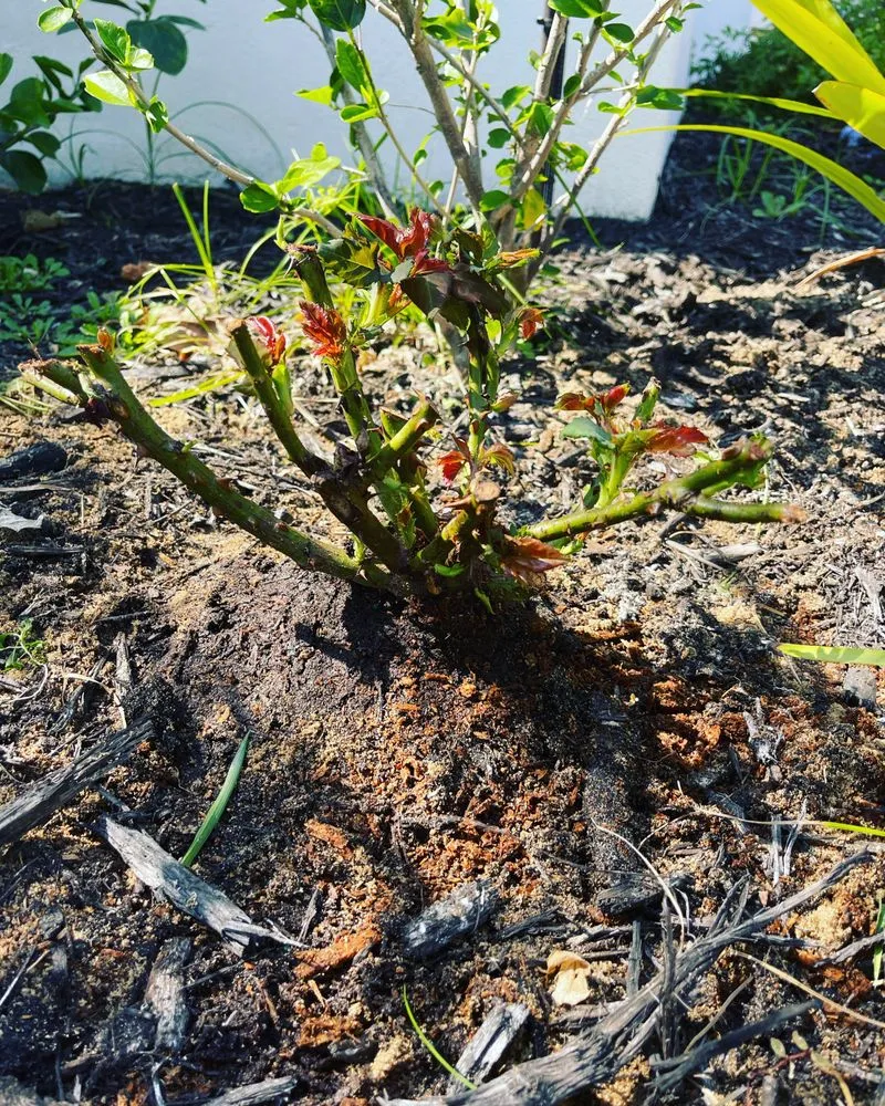 Reliable residential landscaping in Davenport, FL by Swamp Dog Landscpaing