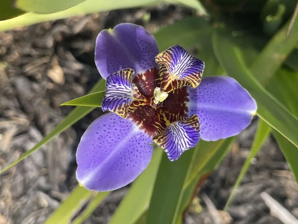 Reliable yard cleanup service in Davenport, FL by Swamp Dog Landscpaing