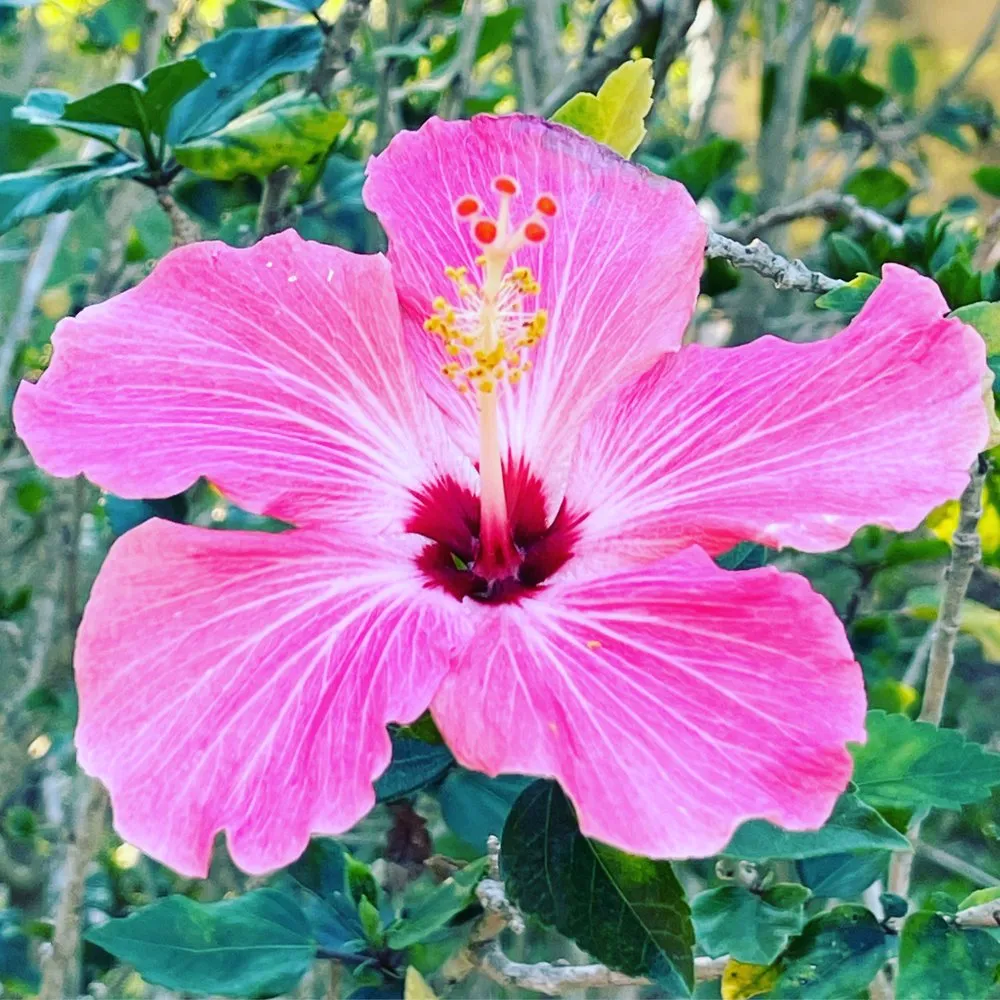 Top-rated outdoor landscaping for year-round maintenance across Davenport, FL - Swamp Dog Landscpaing