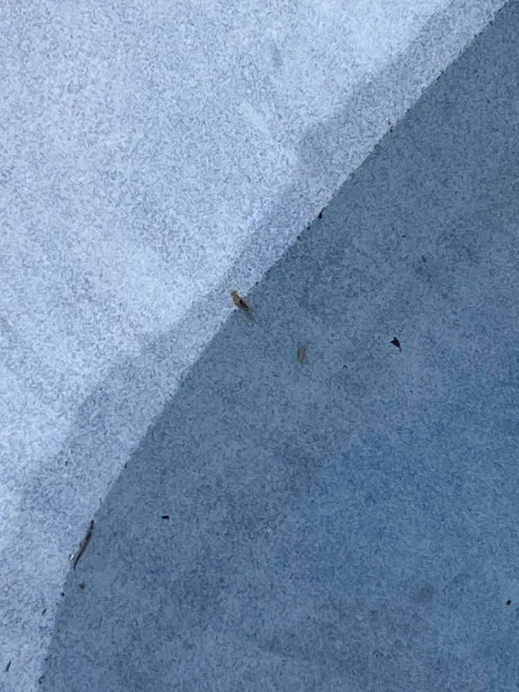 Trusted residential landscaping for homes in Simi Valley, CA by Swan Pools West