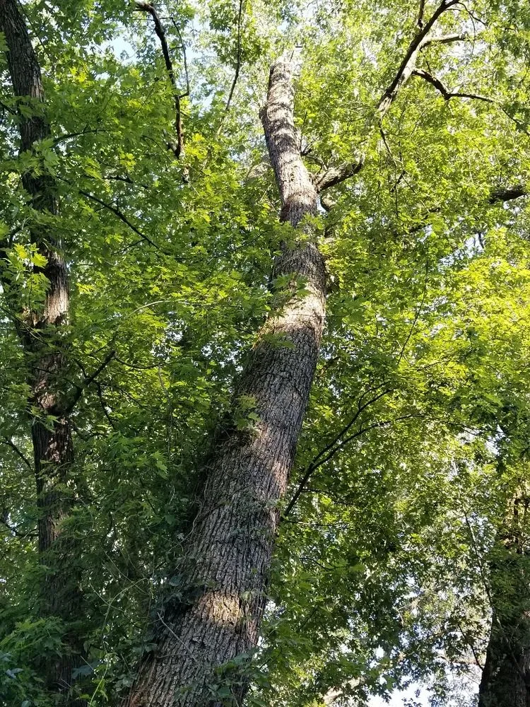 Custom yard maintenance in Martinsburg, WV - Swan's Landscaping