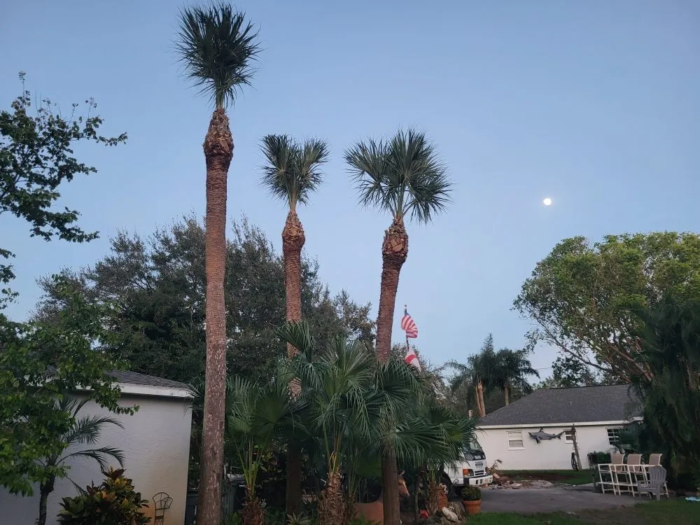 Local residential landscaping for residential properties across Tampa, FL - Swanson's Landscape Services
