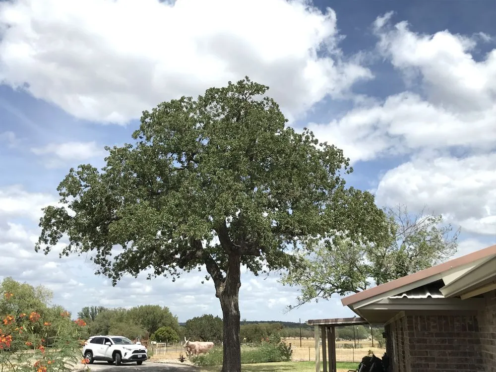 Top-rated landscape design for outdoor upgrades across Kingsland, TX - Swayzze'sTree & Lawn Care