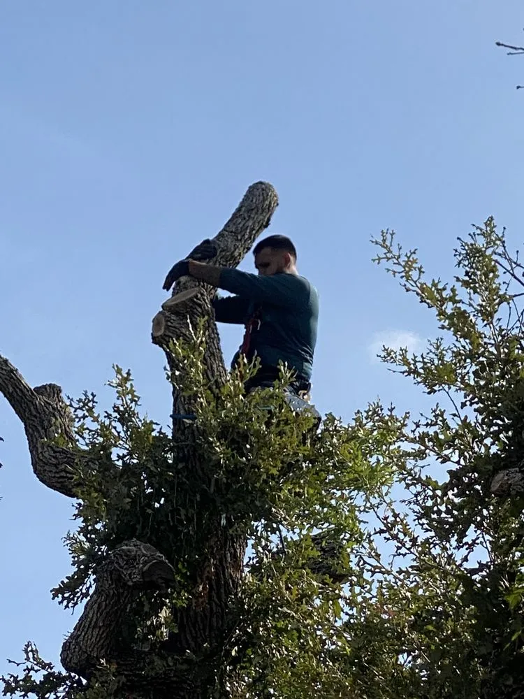 Top-rated outdoor landscaping for year-round maintenance in Kingsland, TX by Swayzze'sTree & Lawn Care