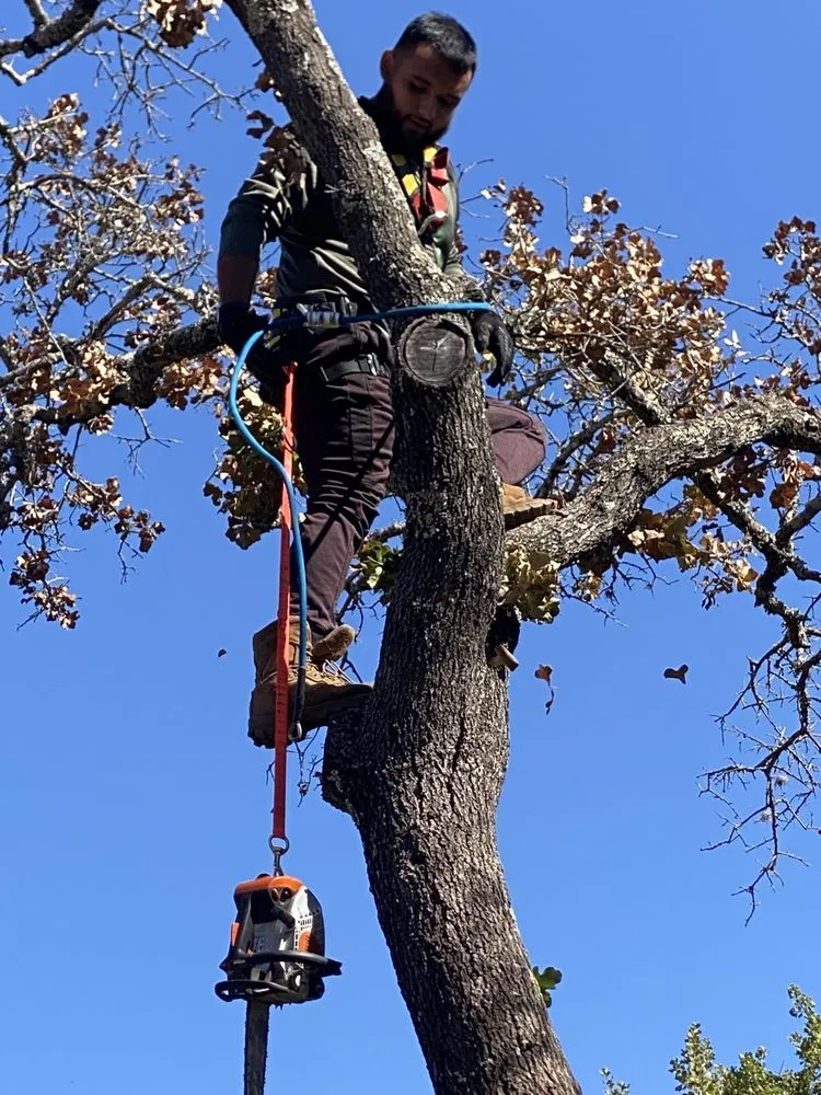 Expert landscape design for year-round maintenance in Kingsland, TX by Swayzze'sTree & Lawn Care