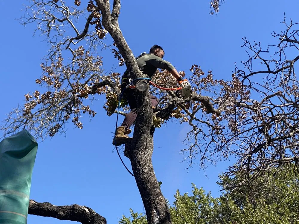 Reliable landscape installation with custom design in Kingsland, TX by Swayzze'sTree & Lawn Care
