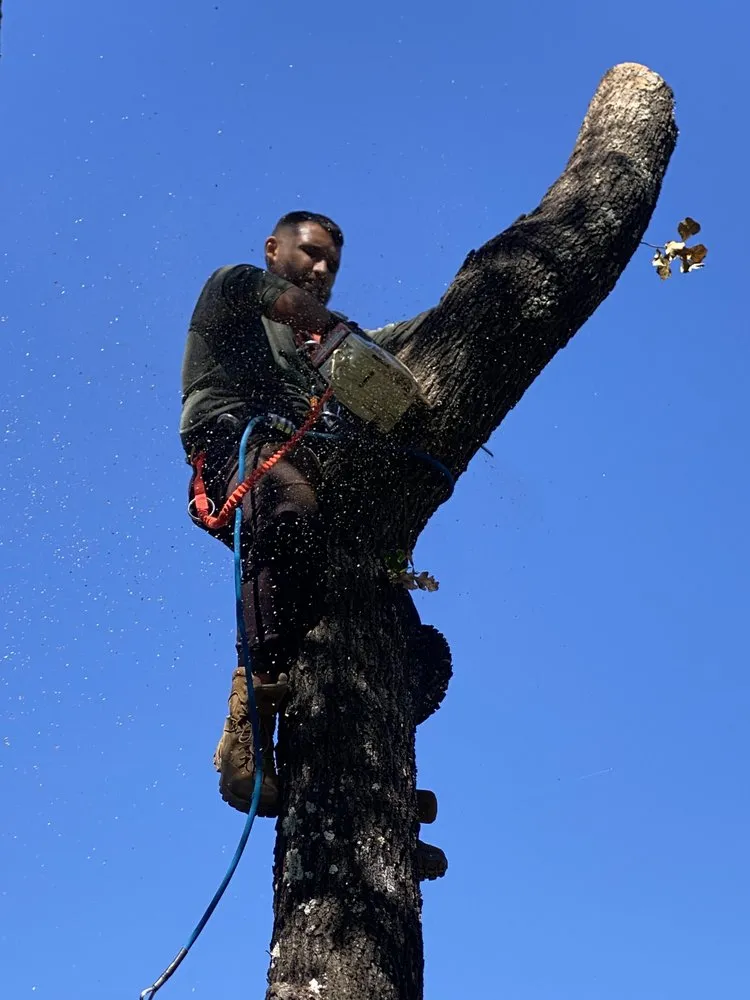 Local lawn mowing service for beautiful yards in Kingsland, TX by Swayzze'sTree & Lawn Care