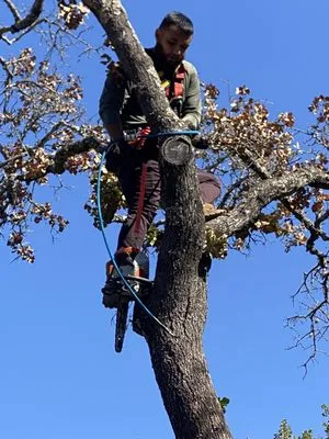 Swayzze'sTree & Lawn Care Logo