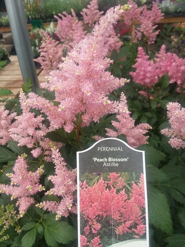 Expert residential landscaping near you in Battle Lake, MN by Swedberg Nursery