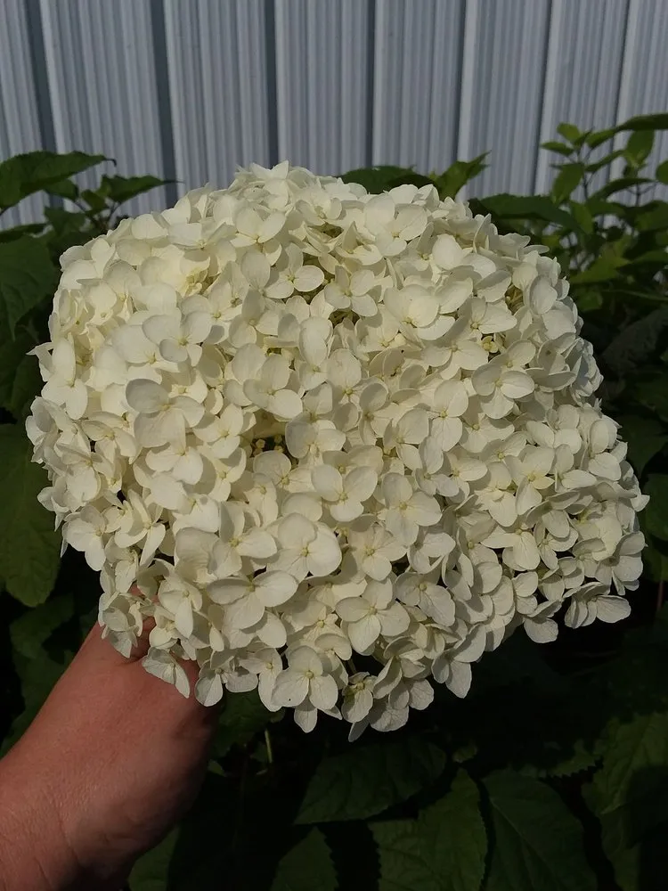 Local yard cleanup service near you across Battle Lake, MN - Swedberg Nursery