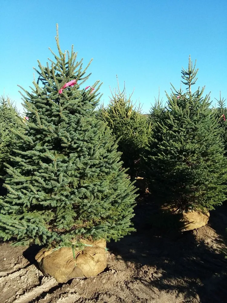 Professional lawn mowing service in Battle Lake, MN - Swedberg Nursery