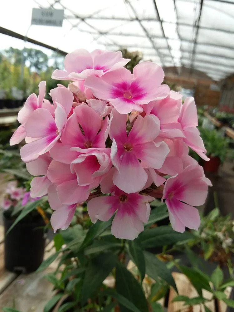 Top-rated landscaping services near you in Battle Lake, MN by Swedberg Nursery