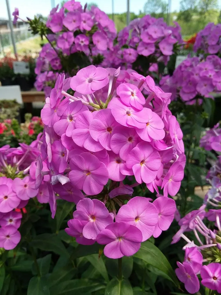Expert lawn mowing service in Battle Lake, MN by Swedberg Nursery