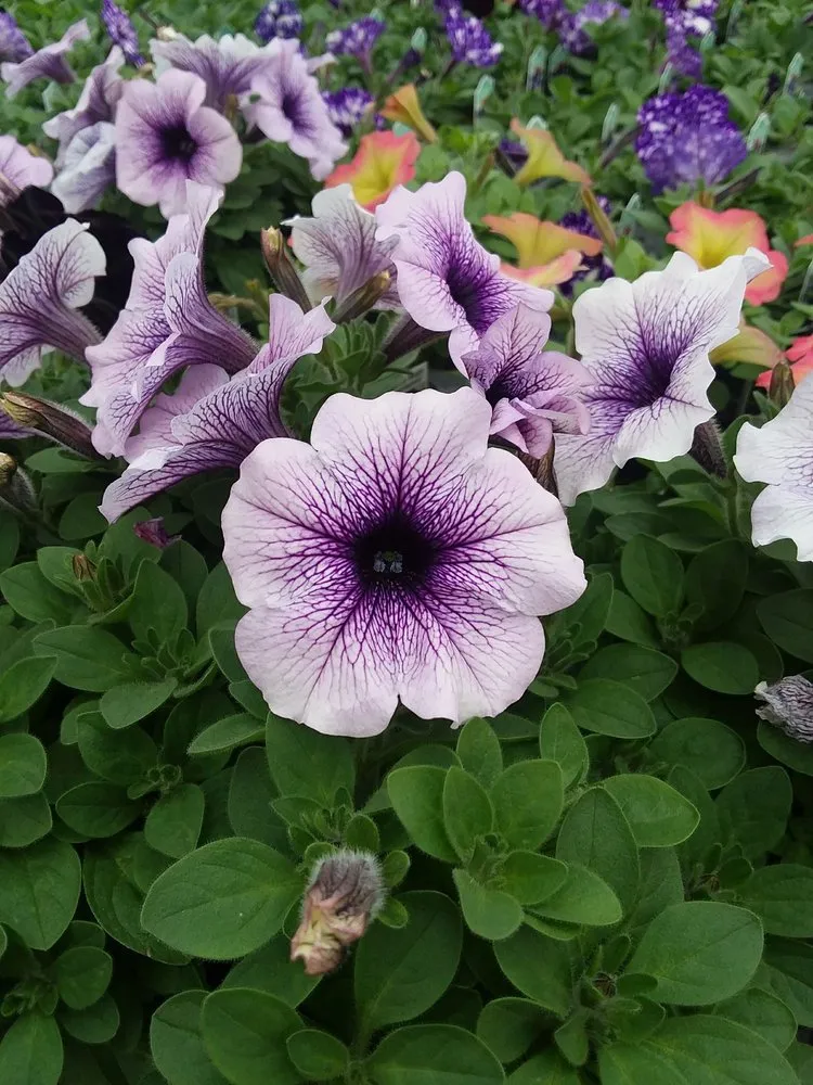 Top-rated landscape design for homes across Battle Lake, MN - Swedberg Nursery