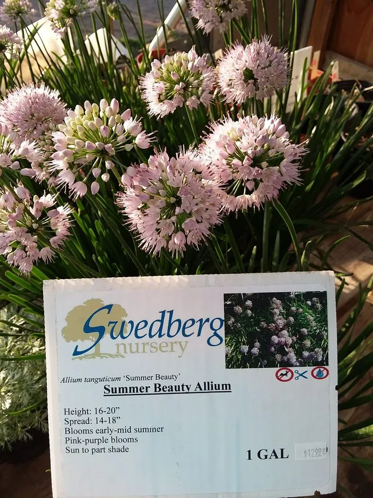 Affordable outdoor landscaping experts serving Battle Lake, MN - Swedberg Nursery