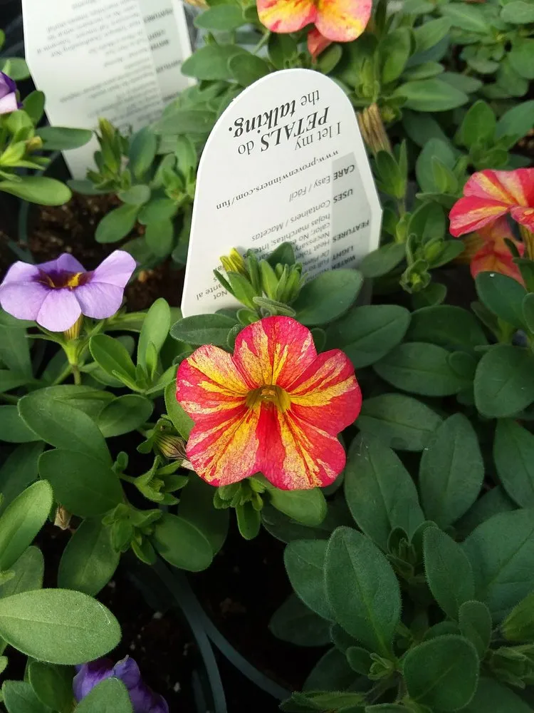 Professional residential landscaping for beautiful yards in Battle Lake, MN by Swedberg Nursery