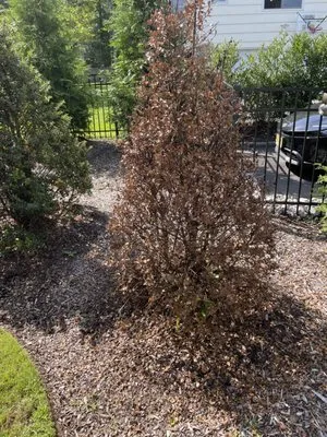 Sweeney Landscape Services