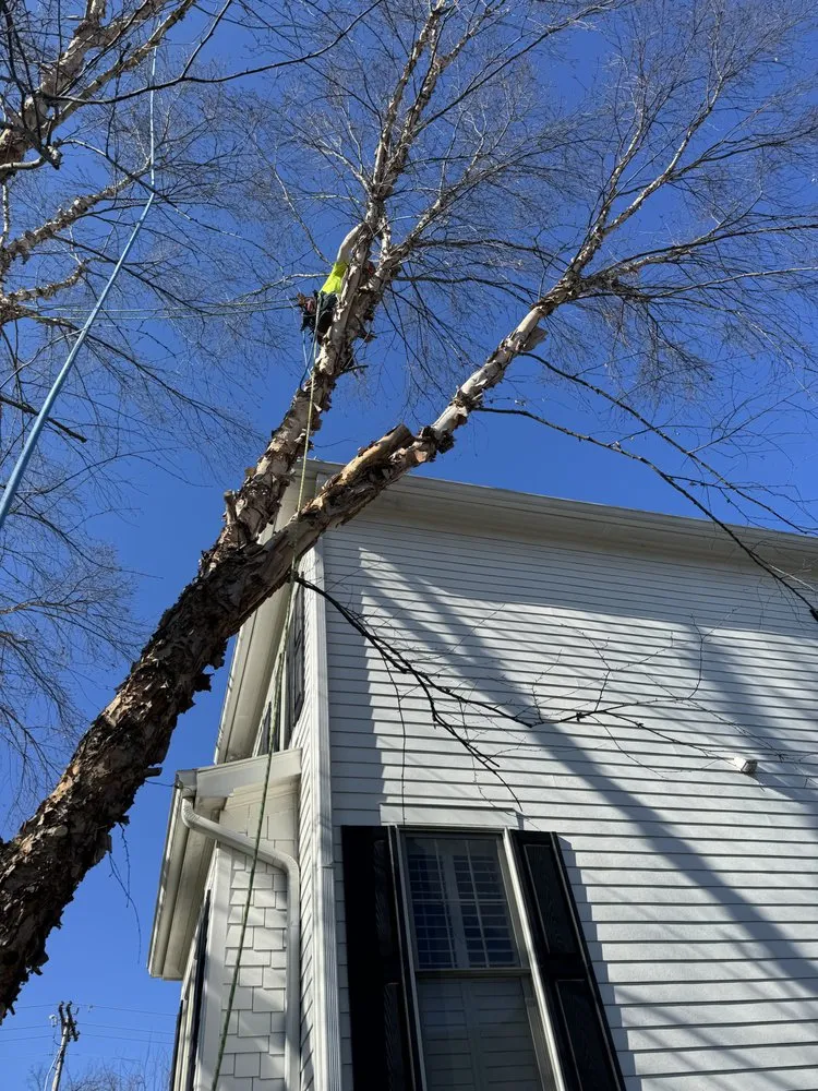 Reliable yard cleanup service near you across Santa Fe, TN - Sweeney Tree and Lawn