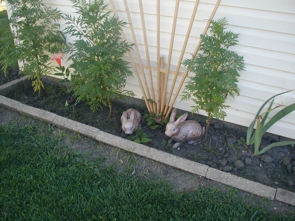 Professional yard maintenance in Washington, IL - Sweet -n- Tidy Trimmings