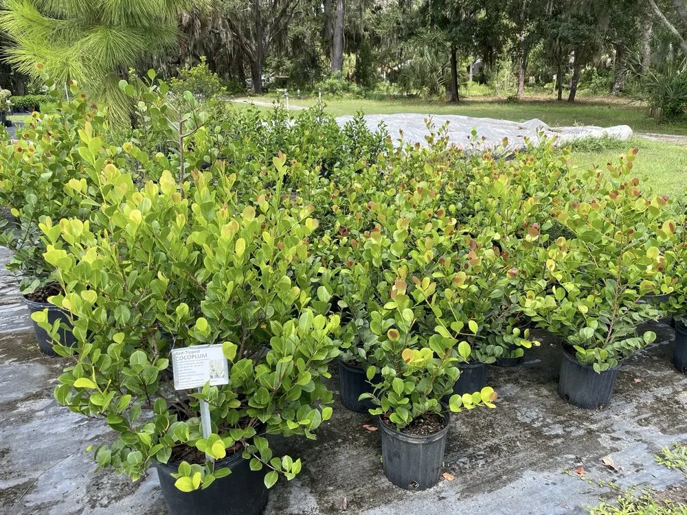 Affordable landscape installation in Parrish, FL - Sweet Bay Nursery