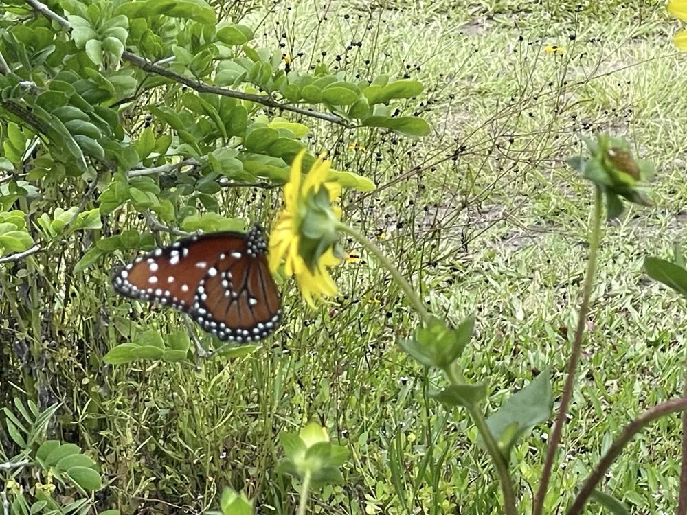 Trusted lawn care service for year-round maintenance across Parrish, FL - Sweet Bay Nursery
