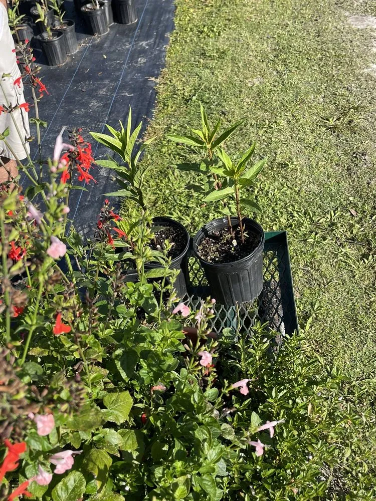 Top-rated garden landscaping experts serving Parrish, FL - Sweet Bay Nursery