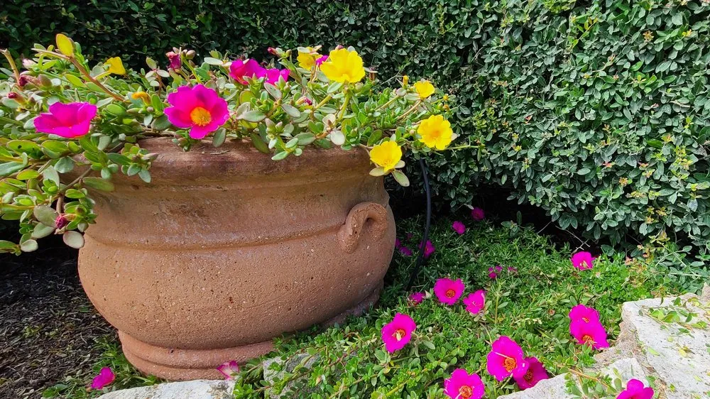 Top-rated yard maintenance in Austin, TX - Sweet Landscape Services