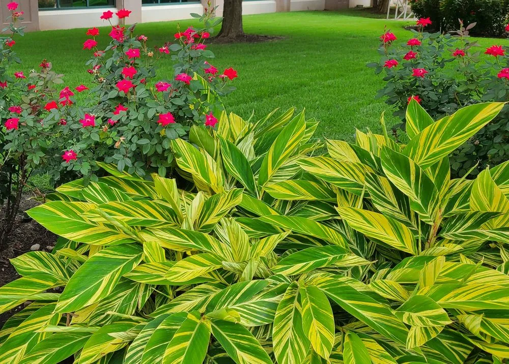 Professional garden landscaping in Austin, TX by Sweet Landscape Services