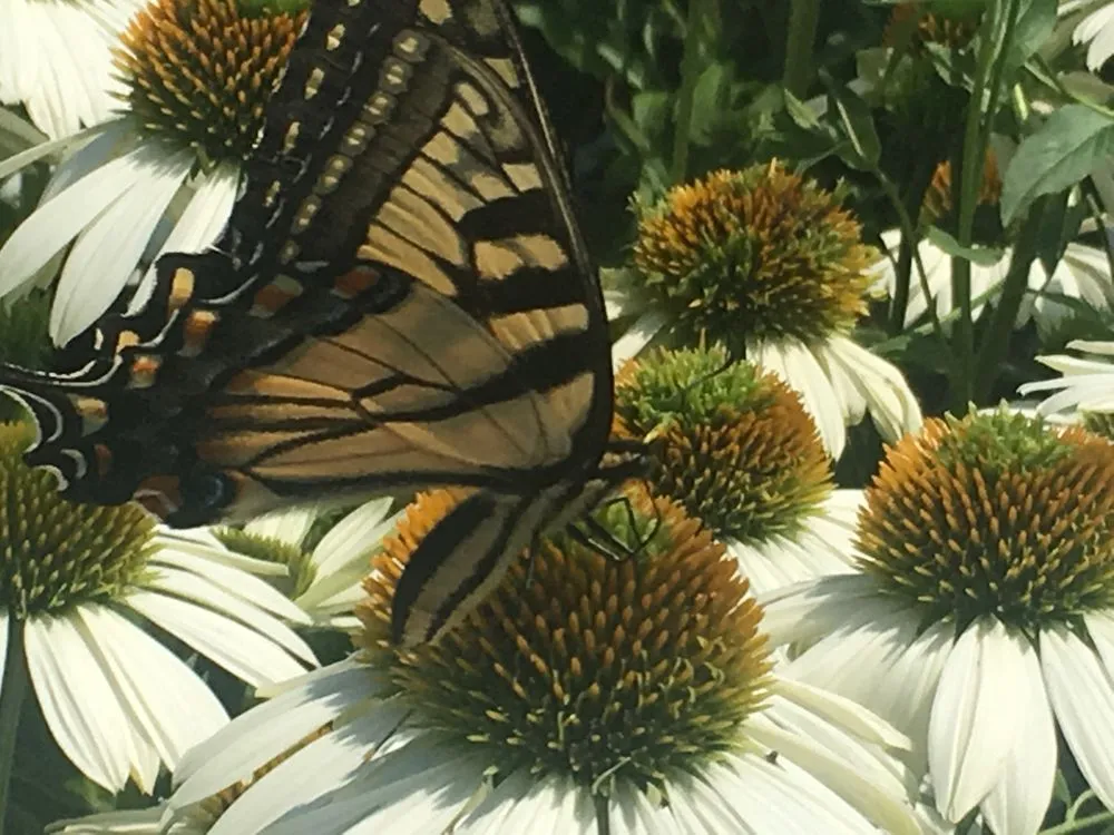 Custom residential landscaping in South Portland, ME by Sweet Pea Lawn Care