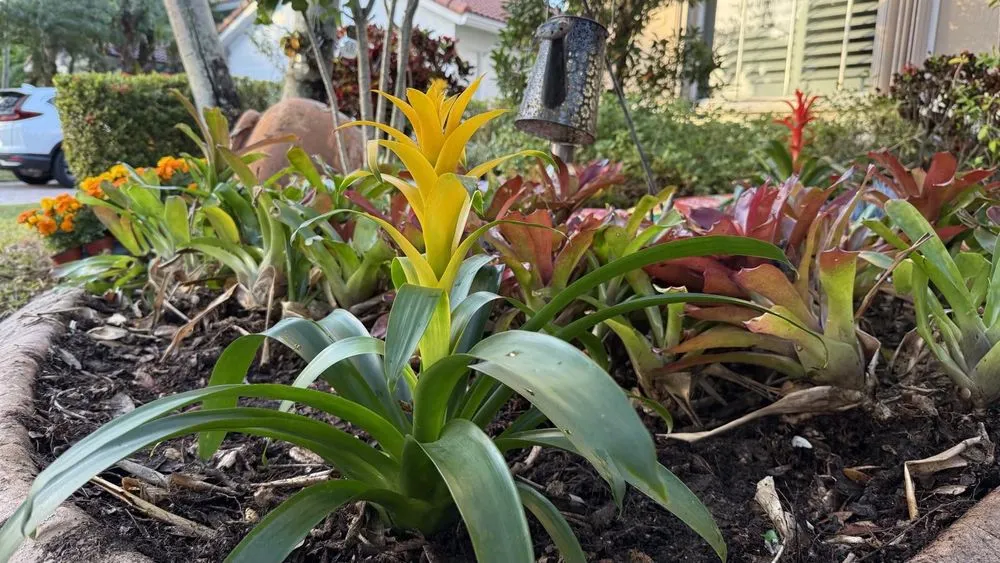 Trusted landscaping services in Fort Lauderdale, FL by Sweet Rocks Landscaping