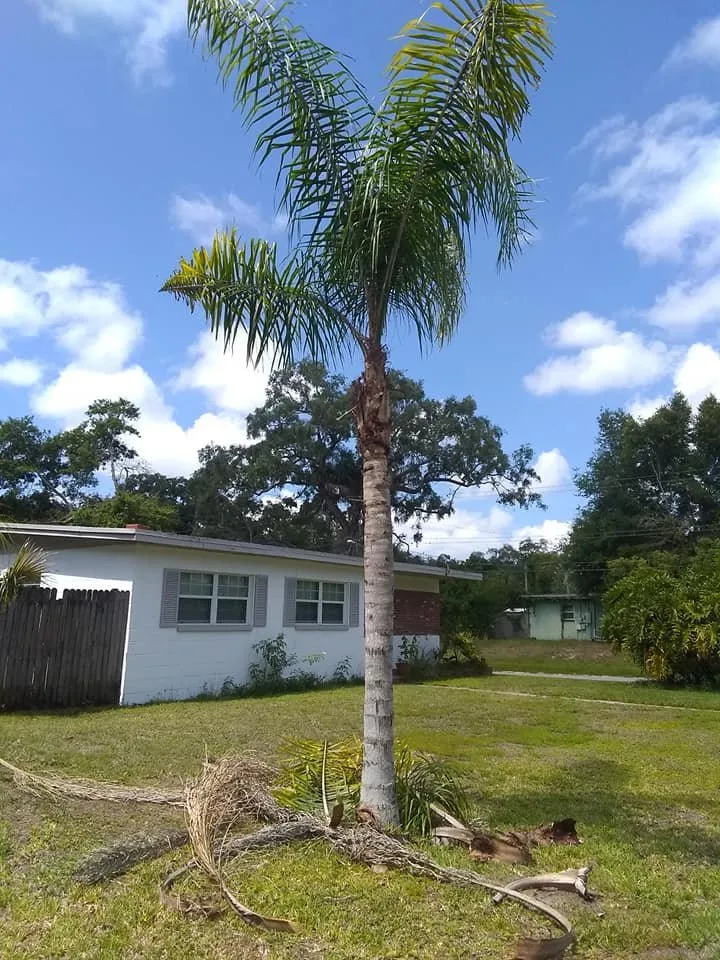 Local yard cleanup service in Zephyrhills, FL by Sweet South Home Solutions