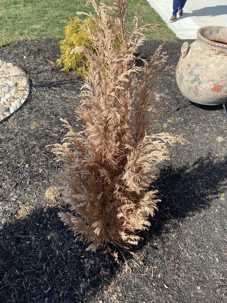 Top-rated yard cleanup service with custom design in Cincinnati, OH by Sweet T’s Thumb