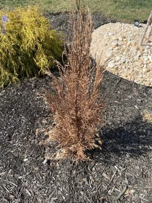 Sweet T’s Thumb Logo