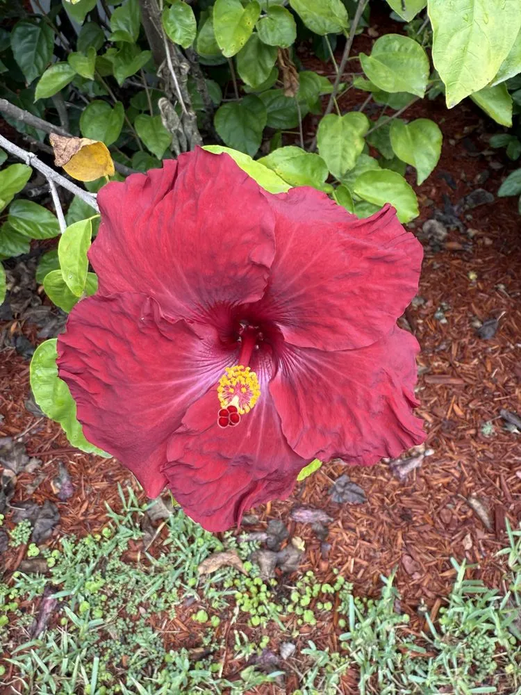 Top-rated yard cleanup service in Summerville, SC by Sweetgrass Exteriors