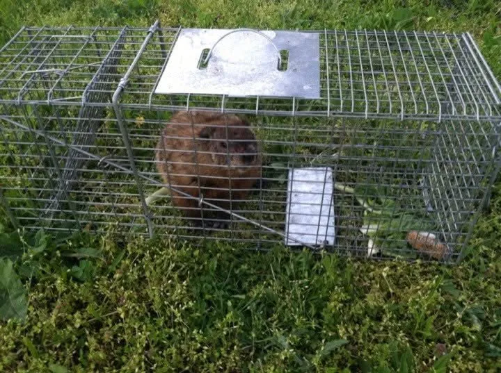 Local outdoor landscaping for beautiful yards in Pittsburgh, PA by SweetGreen Lawn Care