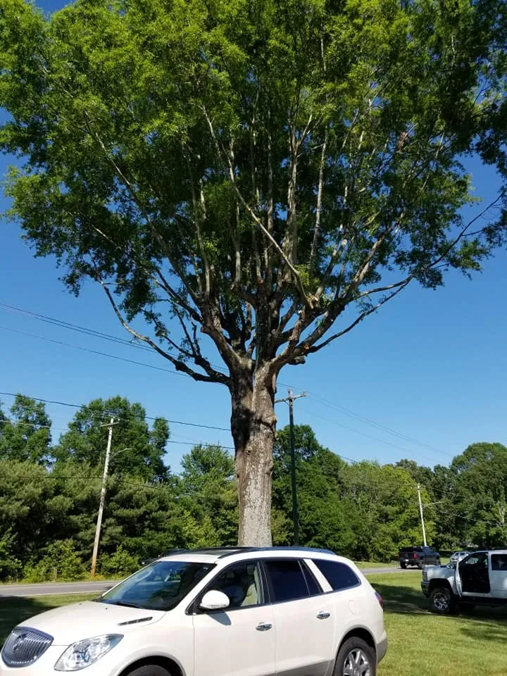 Local residential landscaping experts serving Vale, NC - Sweet’s Tree Service