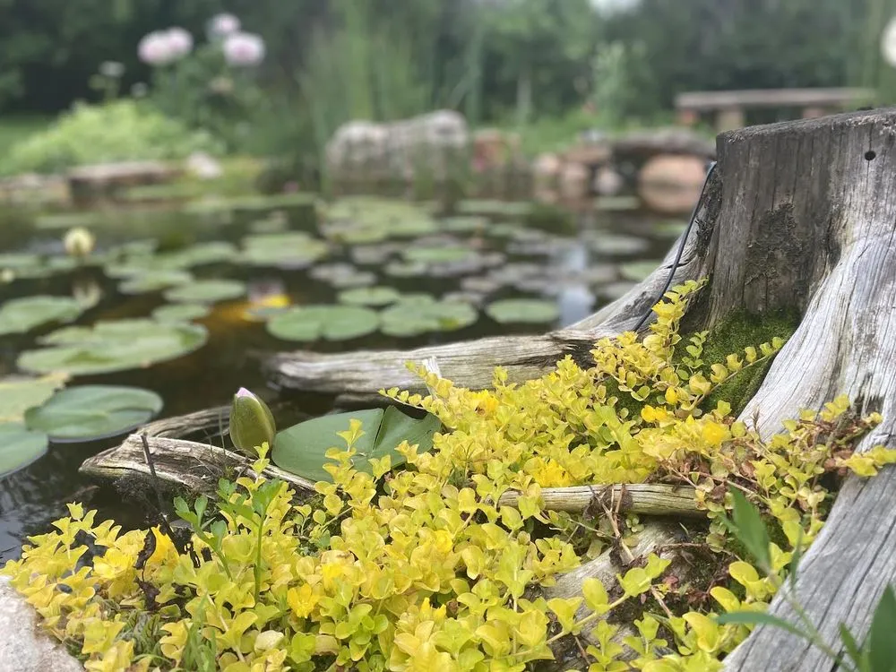 Trusted lawn care service in Longmont, CO by Sweetwater Ponds