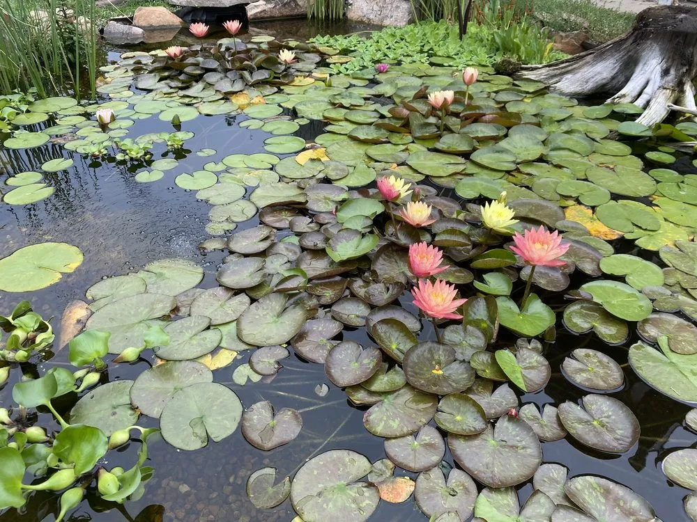 Top-rated lawn care service for year-round maintenance in Longmont, CO by Sweetwater Ponds