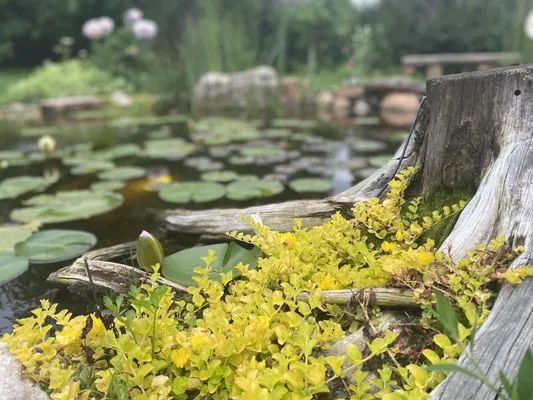 Sweetwater Ponds Logo