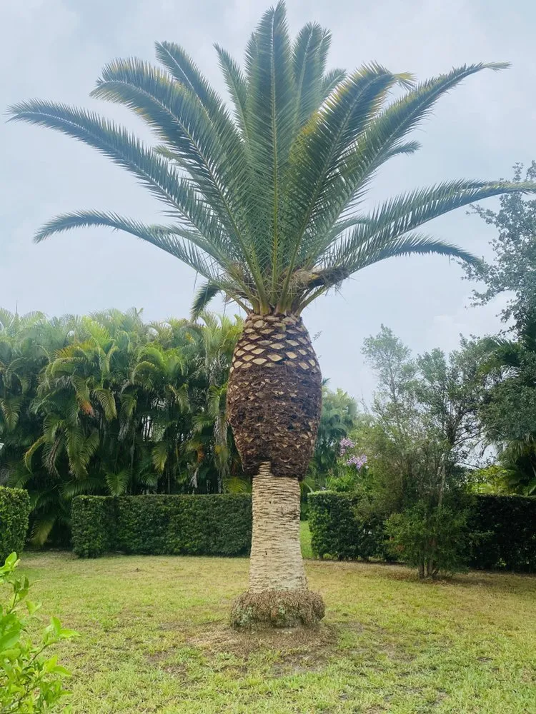 Local yard cleanup service in Fort Myers, FL by SWFL Outdoor Services