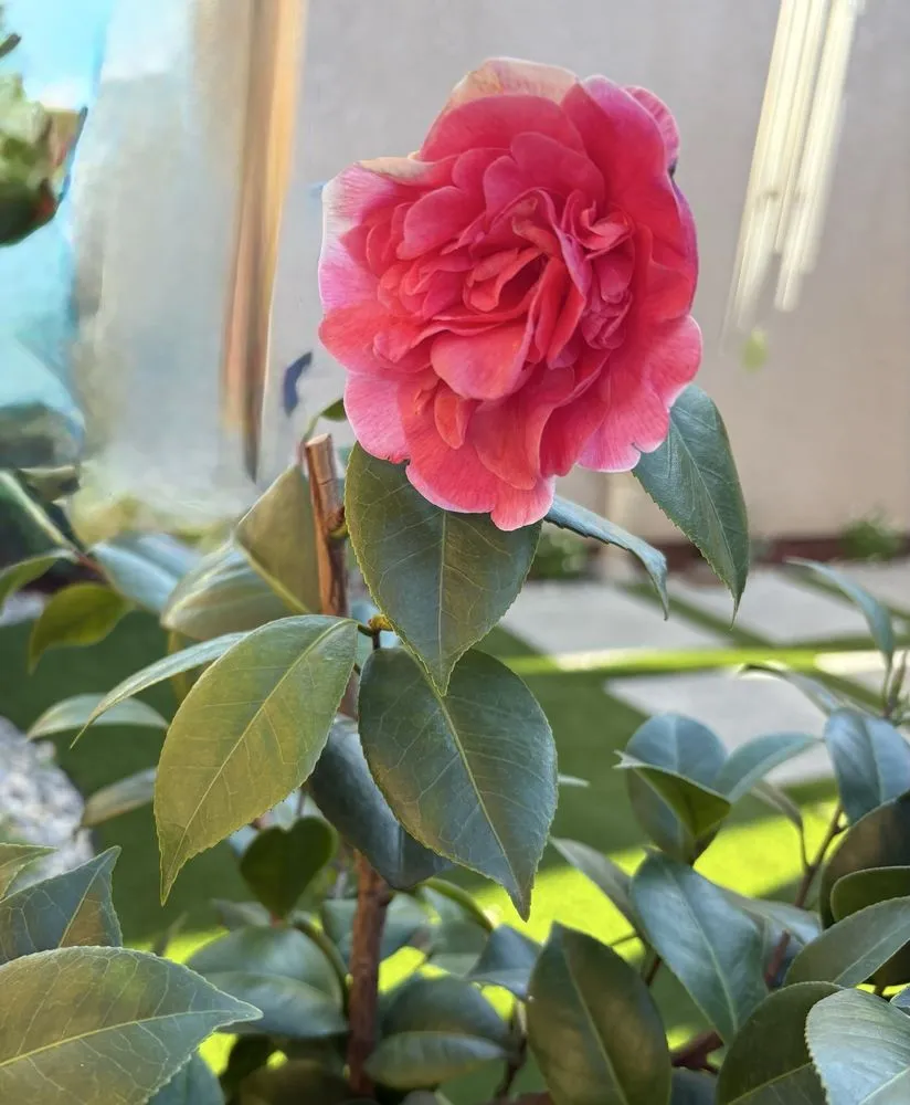 Custom residential landscaping for outdoor upgrades across Clovis, CA - Swift Creations Turf and Landscaping