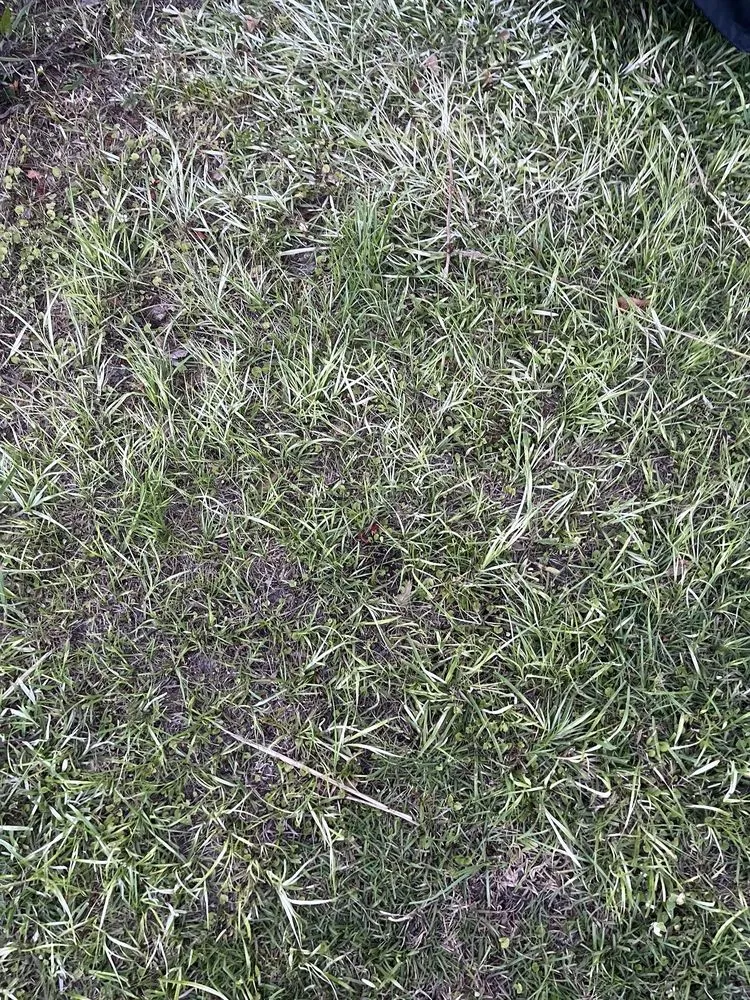 Top-rated lawn mowing service in Milton, FL by Swift Cutz