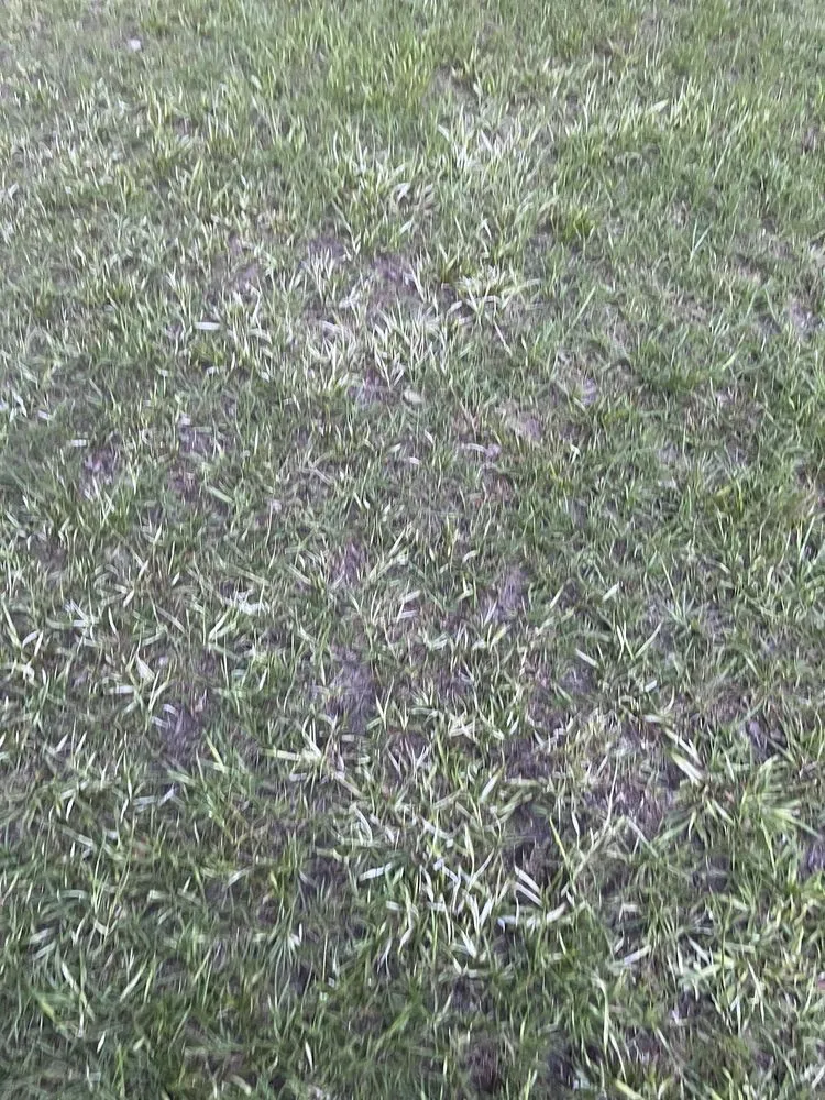 Reliable outdoor landscaping in Milton, FL - Swift Cutz