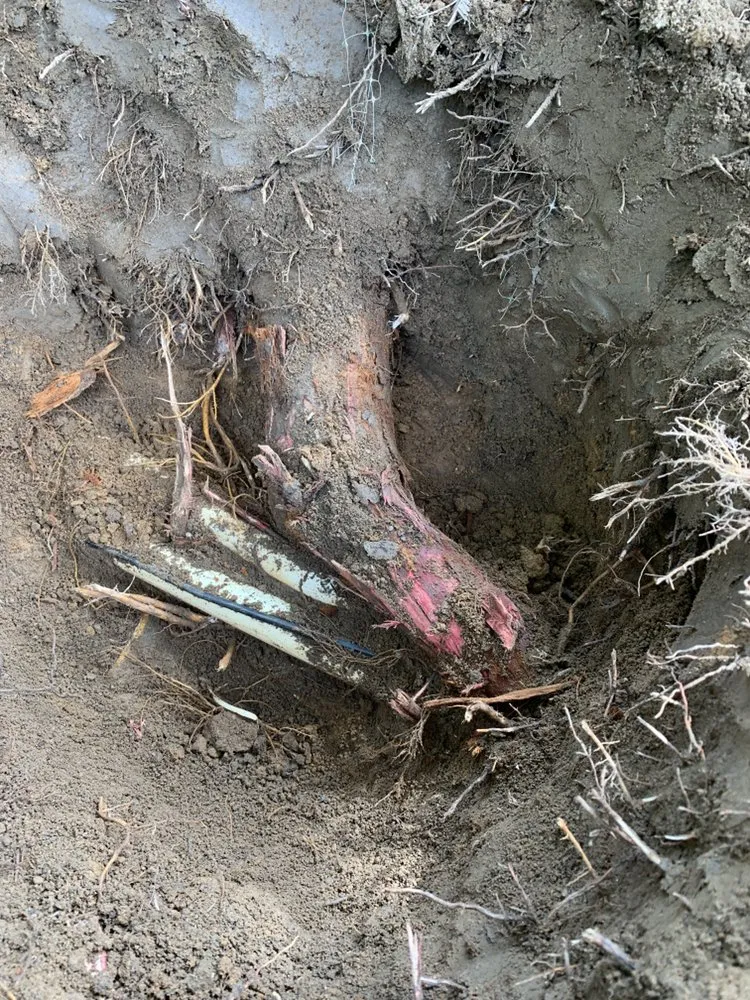 Custom outdoor landscaping in Exeter, CA - Swiftlawns