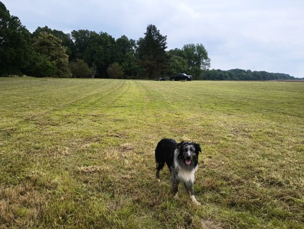 Custom yard cleanup service for homes in Bells, TN by Swing-Blade Lawn Care & Stump Grinding