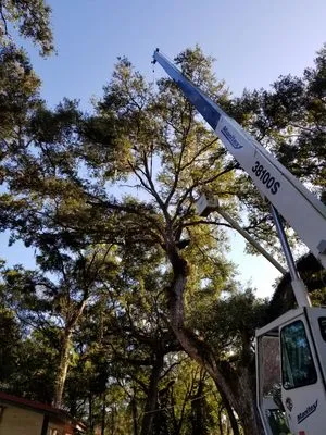 Swingblade Tree and Lawn Care